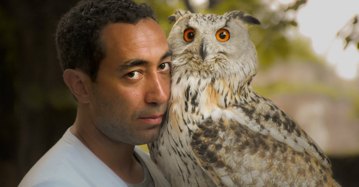 Overstay in Serbia - Person Holding A White Owl Overstay in Serbia - Person Holding A White Owl