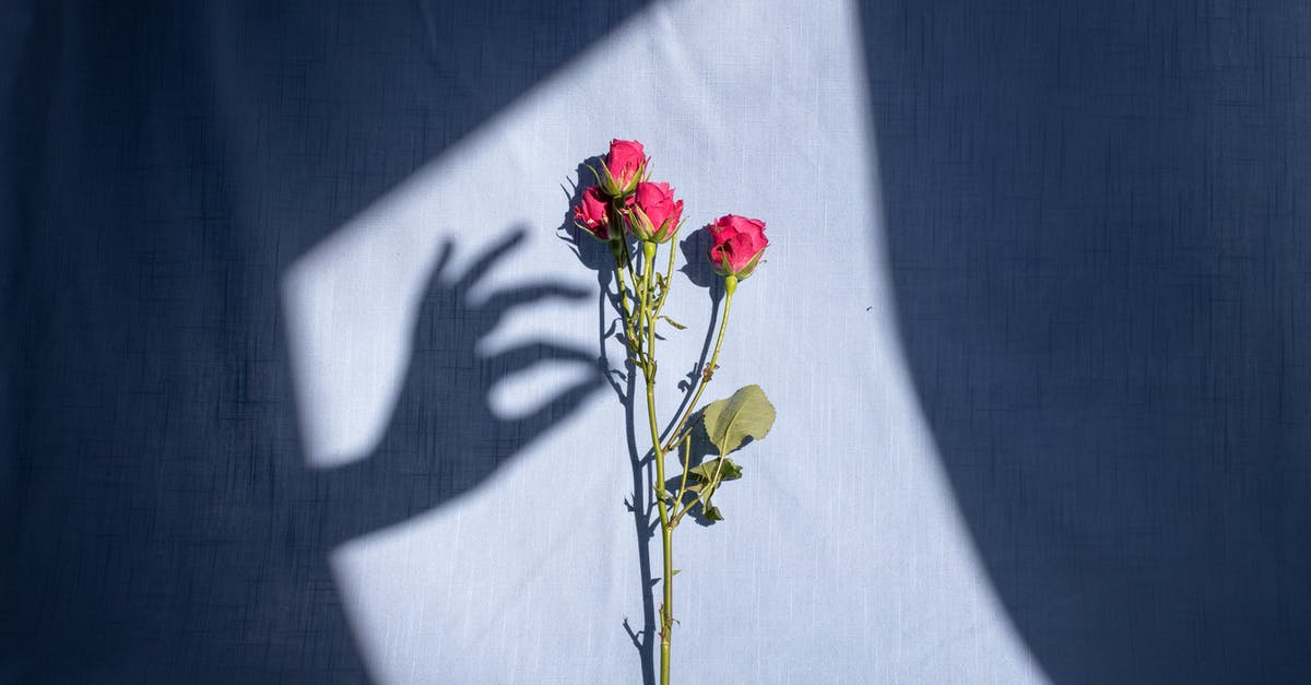 Overstaying grace period and reentering on an ESTA - Composition of graceful female hand shadow touching tender red bush rose branch placed on blue textile in bright sunlight Overstaying grace period and reentering on an ESTA - Composition of graceful female hand shadow touching tender red bush rose branch placed on blue textile in bright sunlight