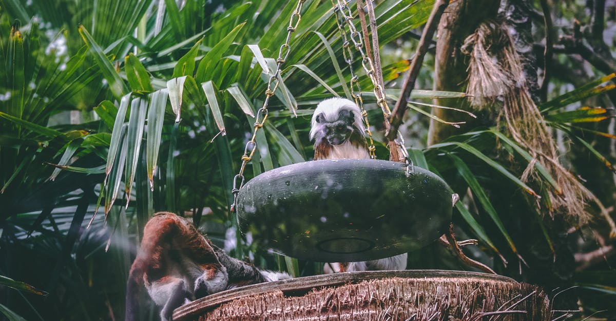 Parks around Manado Sulawesi for viewing plants and animals - Black Feeding Plate Parks around Manado Sulawesi for viewing plants and animals - Black Feeding Plate