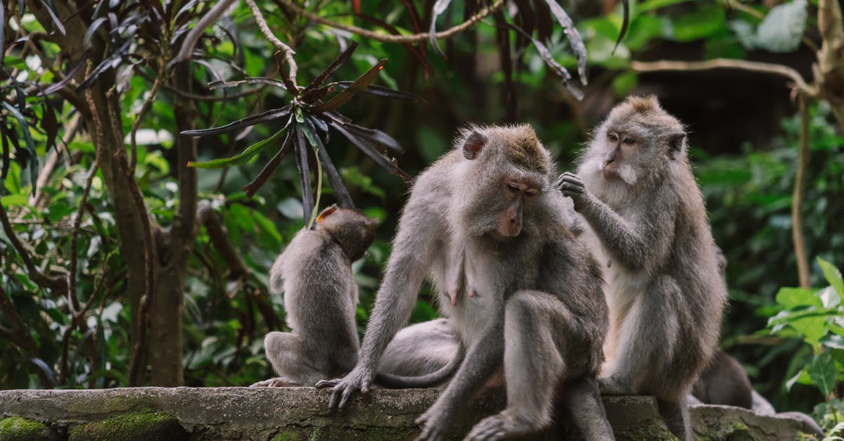 Parks around Manado Sulawesi for viewing plants and animals - Monkeys Sitting on a Tree Branch Parks around Manado Sulawesi for viewing plants and animals - Monkeys Sitting on a Tree Branch