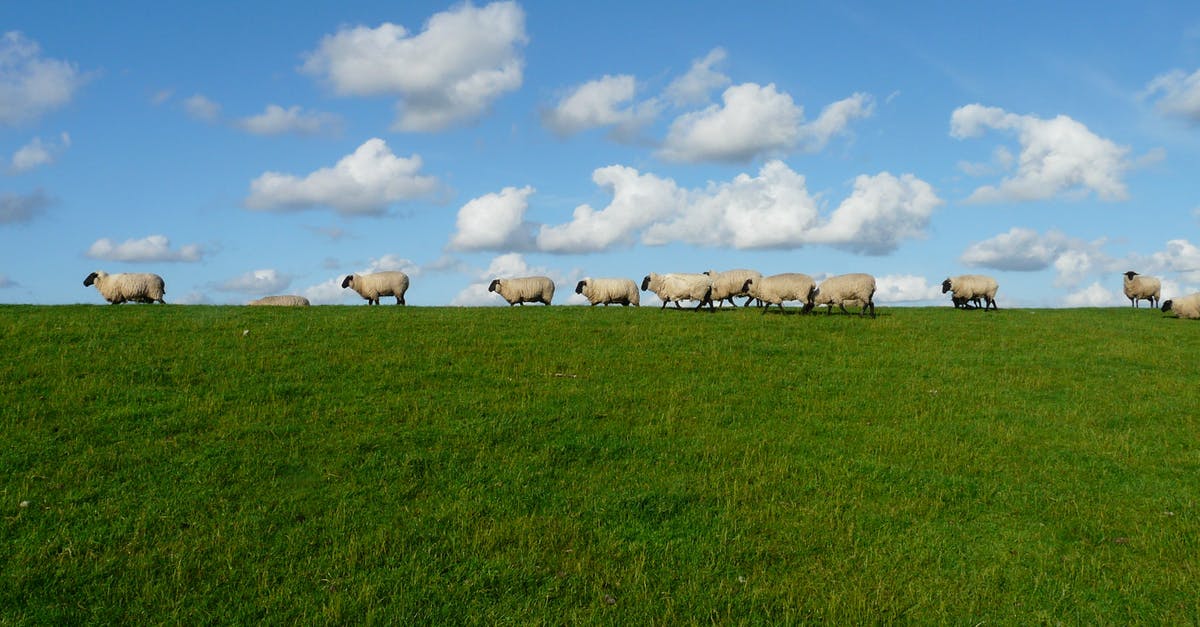Parts of Scotland without sheep - 11 White Sheep in the Grass Field Parts of Scotland without sheep - 11 White Sheep in the Grass Field
