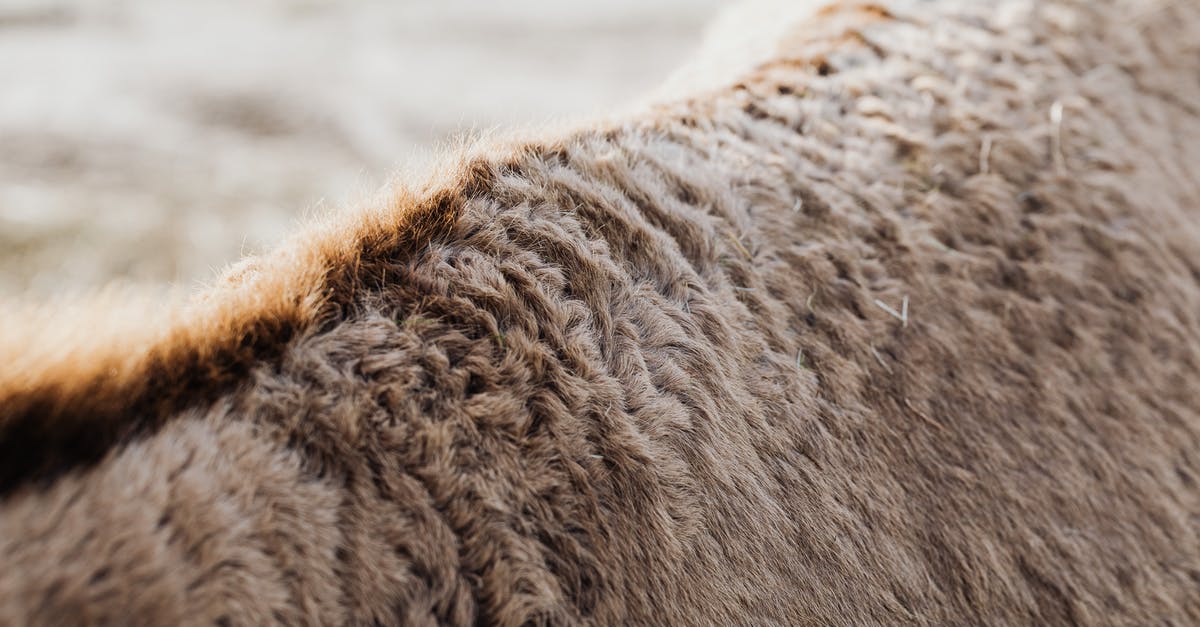 Parts of Scotland without sheep - Brown Animal on Gray Sand Parts of Scotland without sheep - Brown Animal on Gray Sand