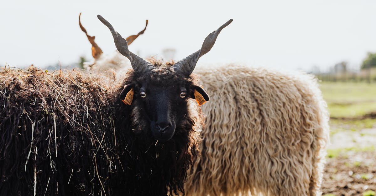 Parts of Scotland without sheep - Black Sheep on Brown Grass Field Parts of Scotland without sheep - Black Sheep on Brown Grass Field