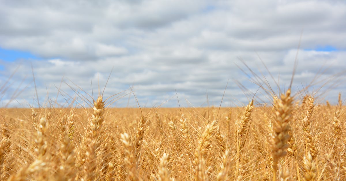 Passing 150 grams of gold in the customs in a EU country without receipt - Wheat Field Under Blue Cloudy Sky Passing 150 grams of gold in the customs in a EU country without receipt - Wheat Field Under Blue Cloudy Sky