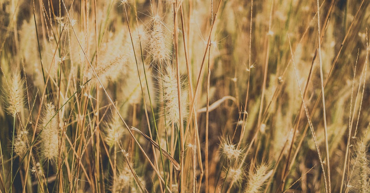 Passing 150 grams of gold in the customs in a EU country without receipt - Dried Grass Field Passing 150 grams of gold in the customs in a EU country without receipt - Dried Grass Field
