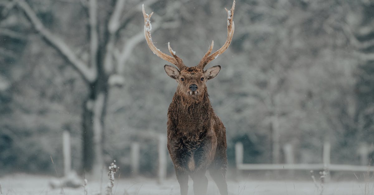Passport lost 4 days before grace period ends. How to avoid illegal stay? - Fluffy deer on snowy meadow near forest Passport lost 4 days before grace period ends. How to avoid illegal stay? - Fluffy deer on snowy meadow near forest