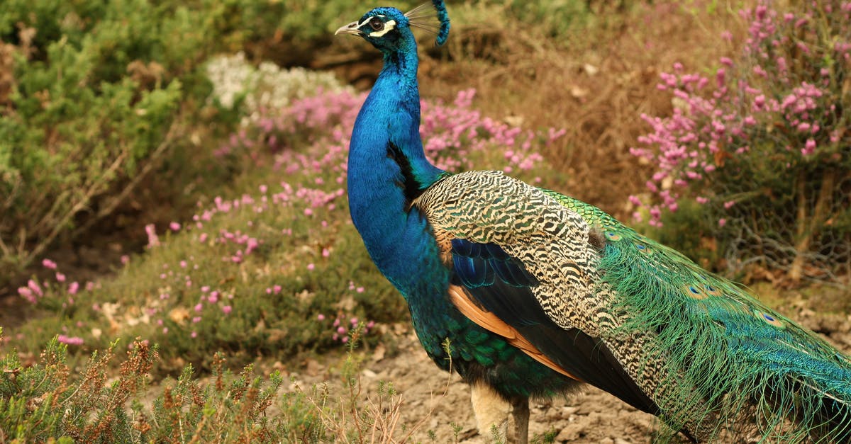 Peacock feather a prohibited item? - Blue Green and Orange Peacock Standing in the Ground during Daytime Peacock feather a prohibited item? - Blue Green and Orange Peacock Standing in the Ground during Daytime