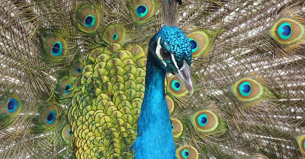 Peacock feather a prohibited item? - Blue Peacock Peacock feather a prohibited item? - Blue Peacock