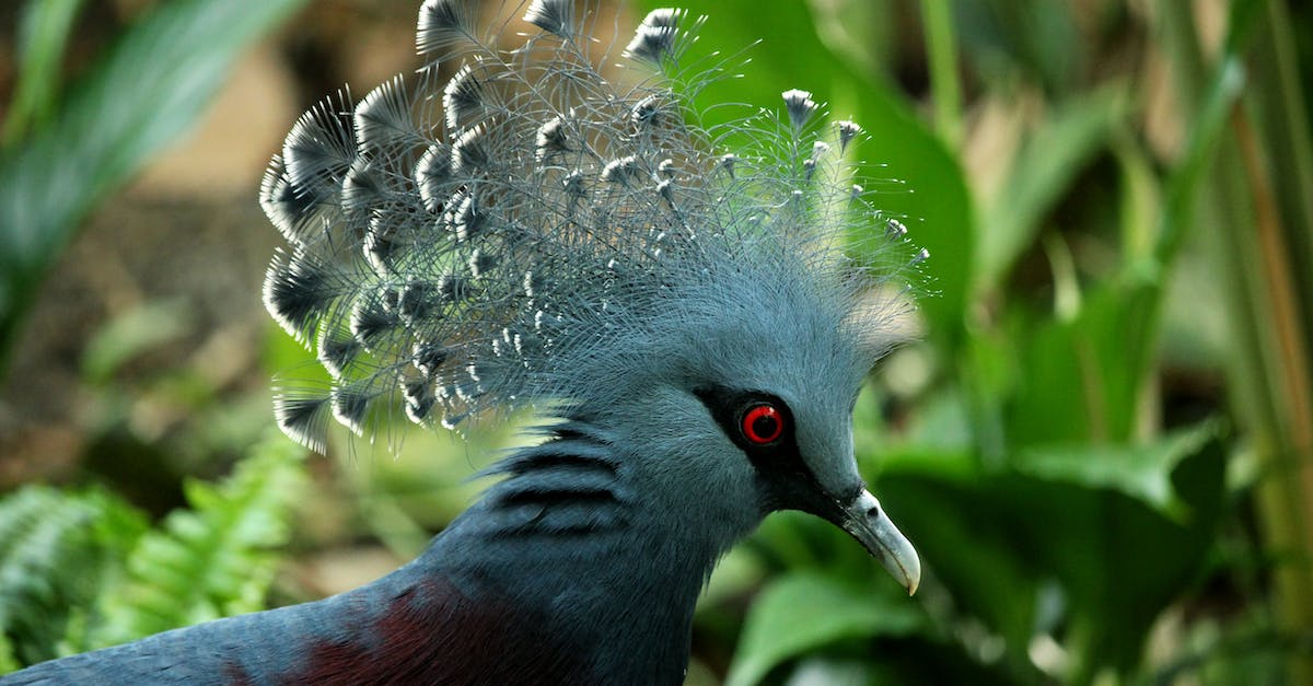 Peacock feather a prohibited item? - White Crowned Bird Peacock feather a prohibited item? - White Crowned Bird