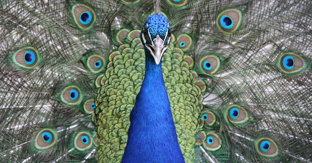 Peacock feather a prohibited item? - Selective Focus Photograph of Peacock Peacock feather a prohibited item? - Selective Focus Photograph of Peacock