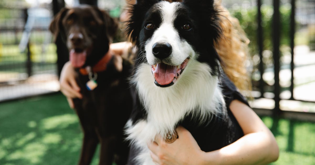 Pet Birds flying to US via Heathrow with owner on BA - Crop anonymous female embracing Border Collie and bird dog with tongues out on meadow in sunlight Pet Birds flying to US via Heathrow with owner on BA - Crop anonymous female embracing Border Collie and bird dog with tongues out on meadow in sunlight