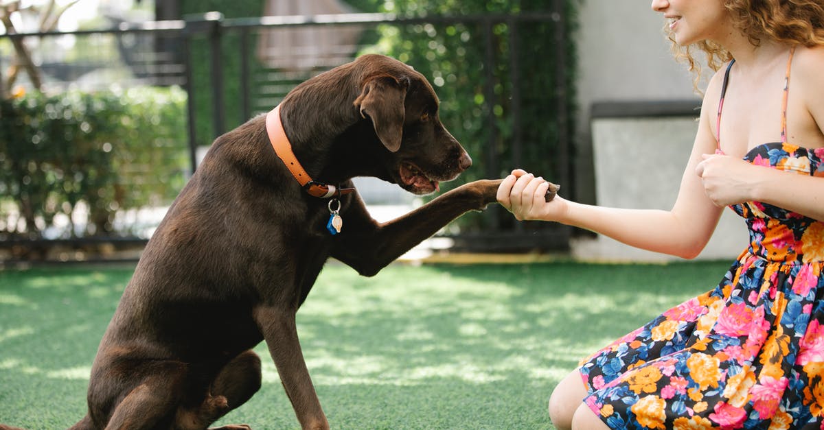 Pet Birds flying to US via Heathrow with owner on BA - Crop owner taming hunting dog in patio Pet Birds flying to US via Heathrow with owner on BA - Crop owner taming hunting dog in patio