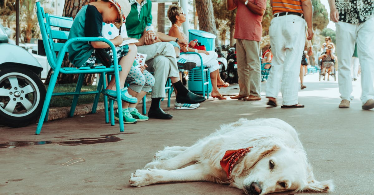 Pet travel: France to the UK - Microchip/tattoo? - White Short Coated Dog Lying on Floor Pet travel: France to the UK - Microchip/tattoo? - White Short Coated Dog Lying on Floor