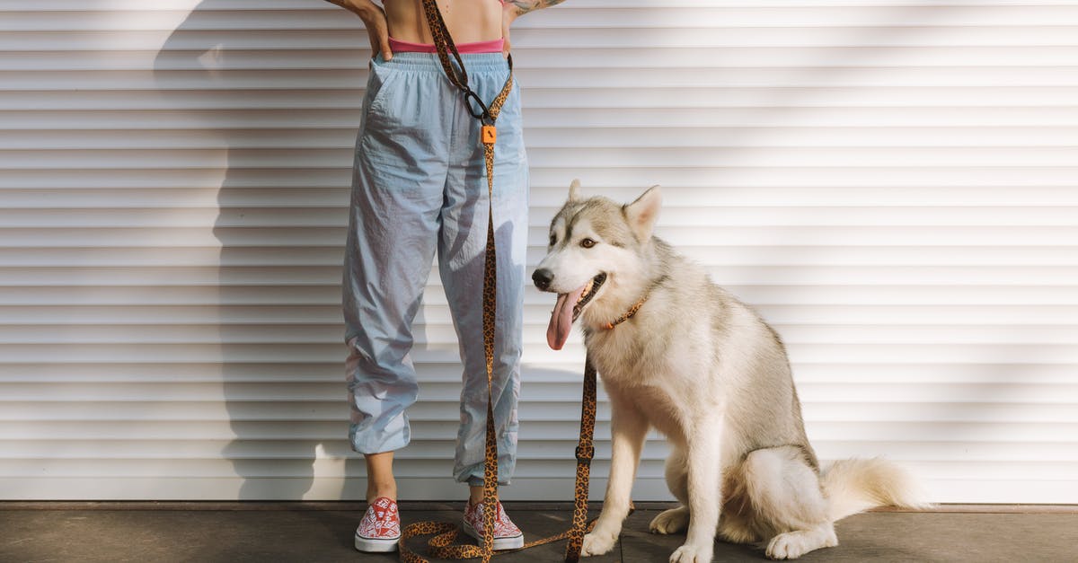 Pet travel: France to the UK - Microchip/tattoo? - Free stock photo of adult, animal, canine Pet travel: France to the UK - Microchip/tattoo? - Free stock photo of adult, animal, canine