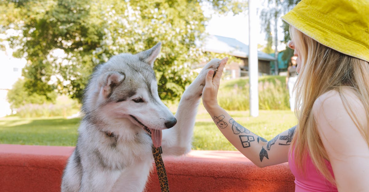Pet travel: France to the UK - Microchip/tattoo? - White and Black Siberian Husky Puppy on Red Textile Pet travel: France to the UK - Microchip/tattoo? - White and Black Siberian Husky Puppy on Red Textile