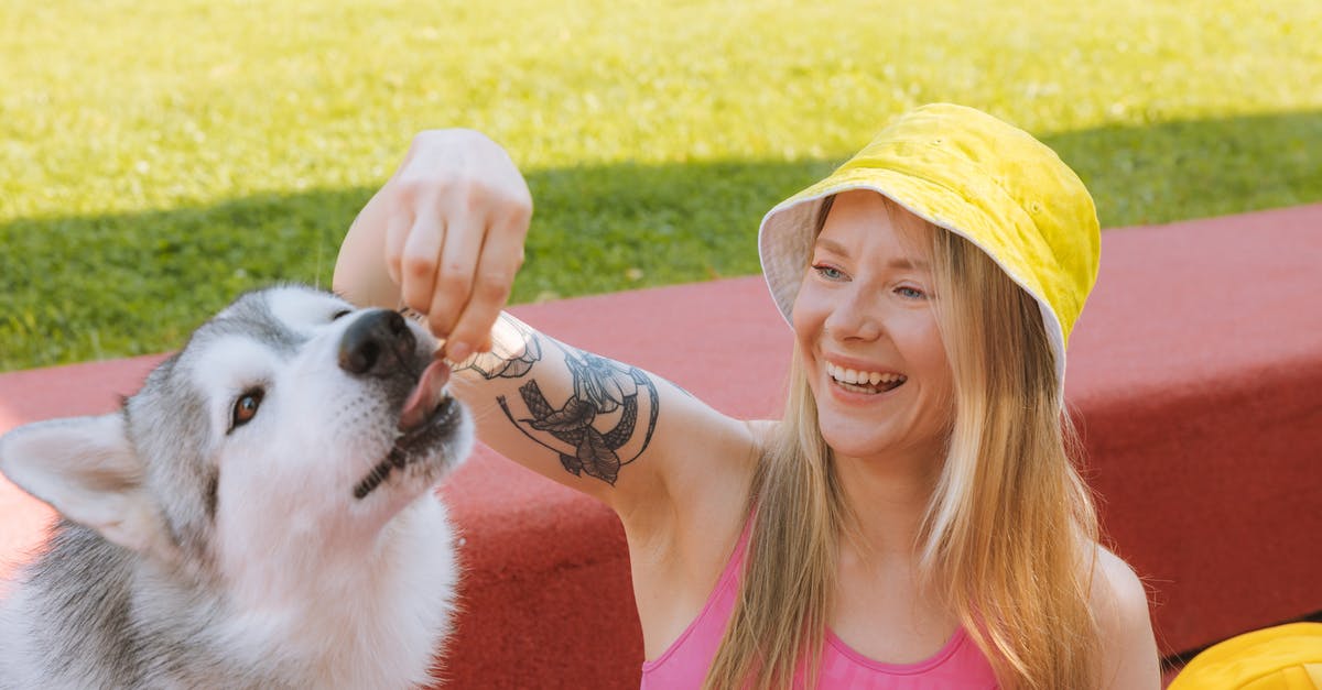 Pet travel: France to the UK - Microchip/tattoo? - Free stock photo of child, cute, dog Pet travel: France to the UK - Microchip/tattoo? - Free stock photo of child, cute, dog