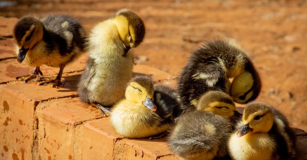 Pets outside of cages/kennels on planes? - Selective Focus Photo of Flock of Ducklings Perching on Gray Concrete Pavement Pets outside of cages/kennels on planes? - Selective Focus Photo of Flock of Ducklings Perching on Gray Concrete Pavement