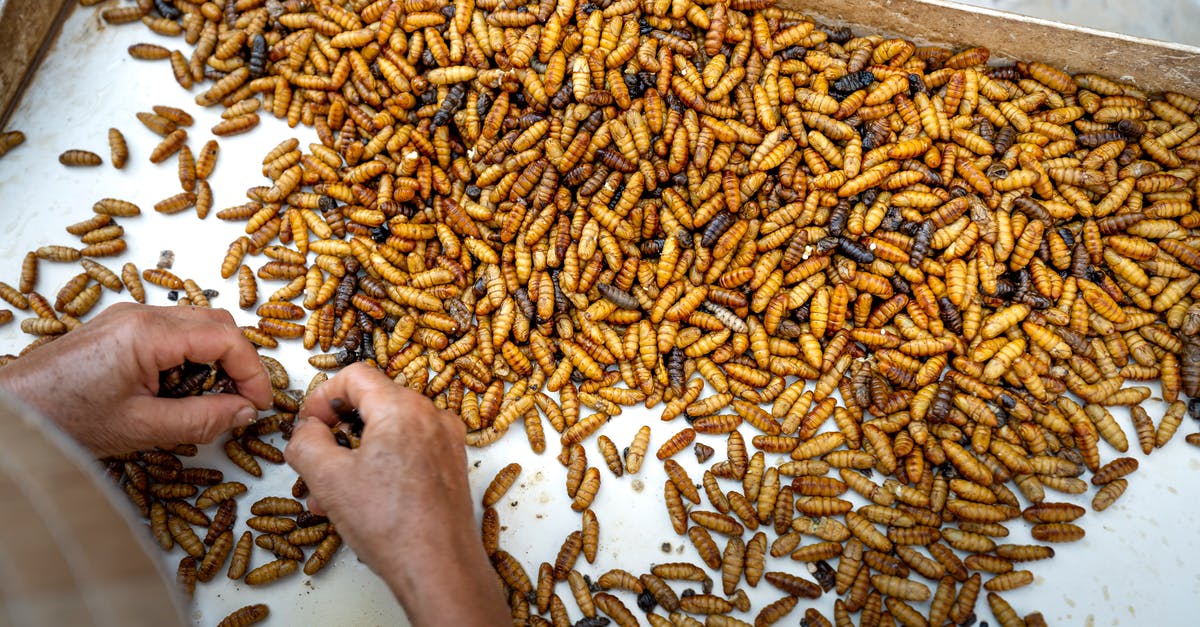 Pick up full tank, return empty policy - From above of crop person selecting silk moth pupae placed on white cloth in wooden box Pick up full tank, return empty policy - From above of crop person selecting silk moth pupae placed on white cloth in wooden box
