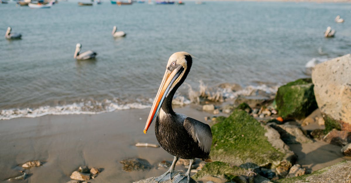 Places to see wildlife near Melbourne - Single black pelican standing on stone near sandy coastline Places to see wildlife near Melbourne - Single black pelican standing on stone near sandy coastline