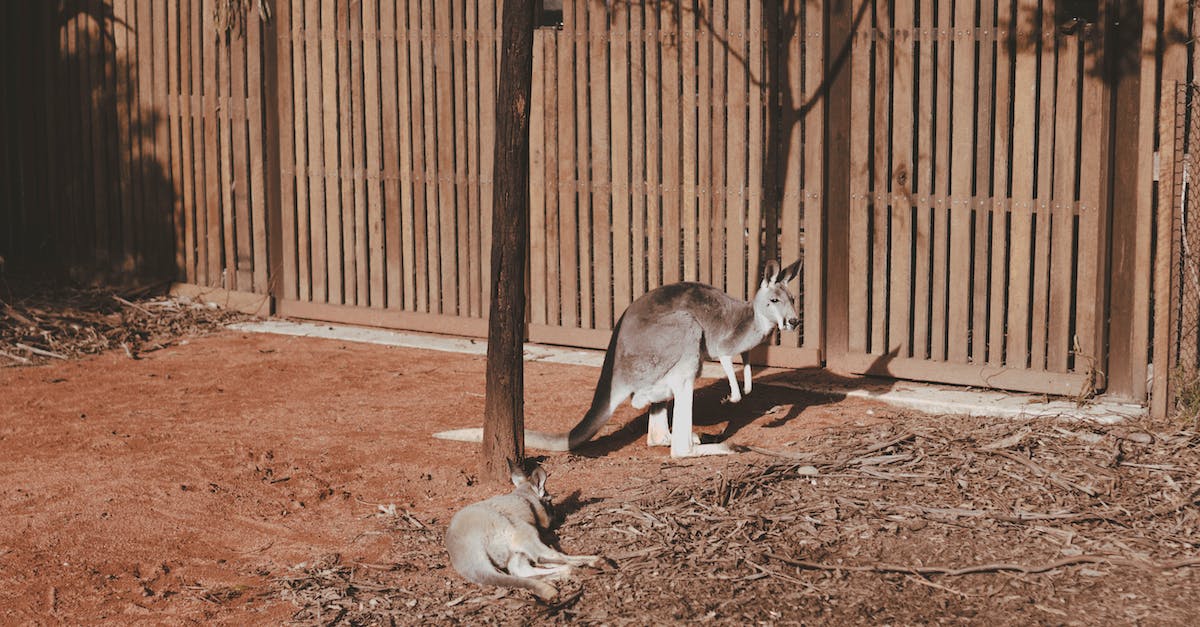 Places to see wildlife near Melbourne - Photo of Kangaroos Places to see wildlife near Melbourne - Photo of Kangaroos