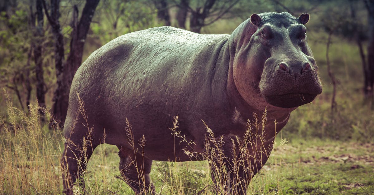 Planning a visit to Africa (Kenya), which other wildlife parks are worth going? [closed] - Black Hippopotamus on Green Grass