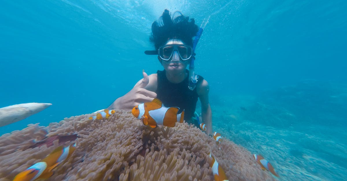 Portugal - snorkeling and fishing - Photo of Person Swimming Near School of Clown Fish Portugal - snorkeling and fishing - Photo of Person Swimming Near School of Clown Fish