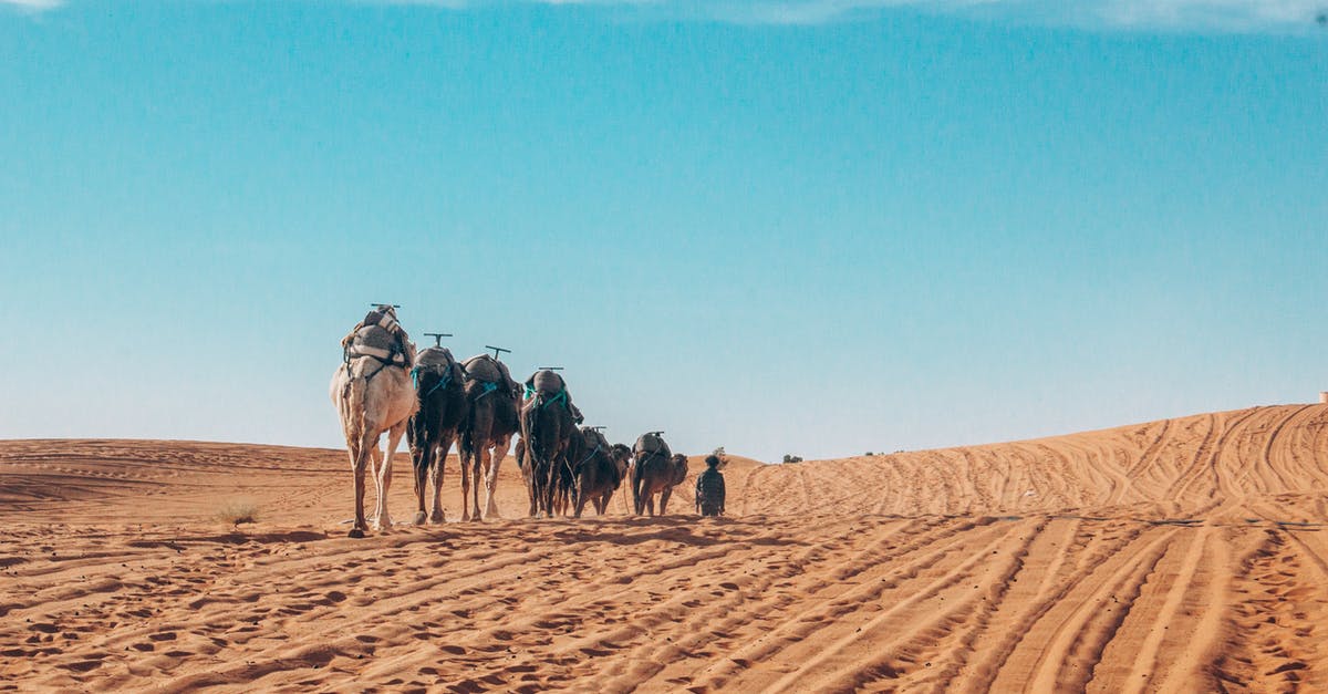 Precautions and Customs to observe when traveling in Morocco - People Riding Camels on Desert Precautions and Customs to observe when traveling in Morocco - People Riding Camels on Desert
