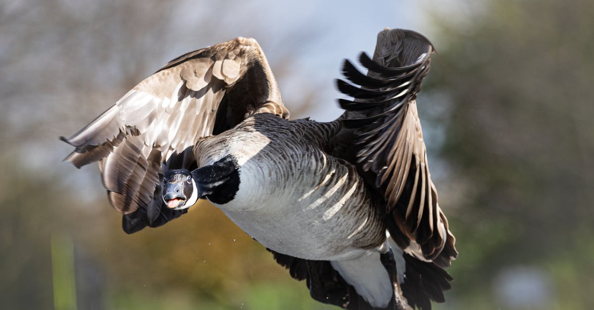 Private flight to Canada from UK - visa or eTA? - Canda Goose flying