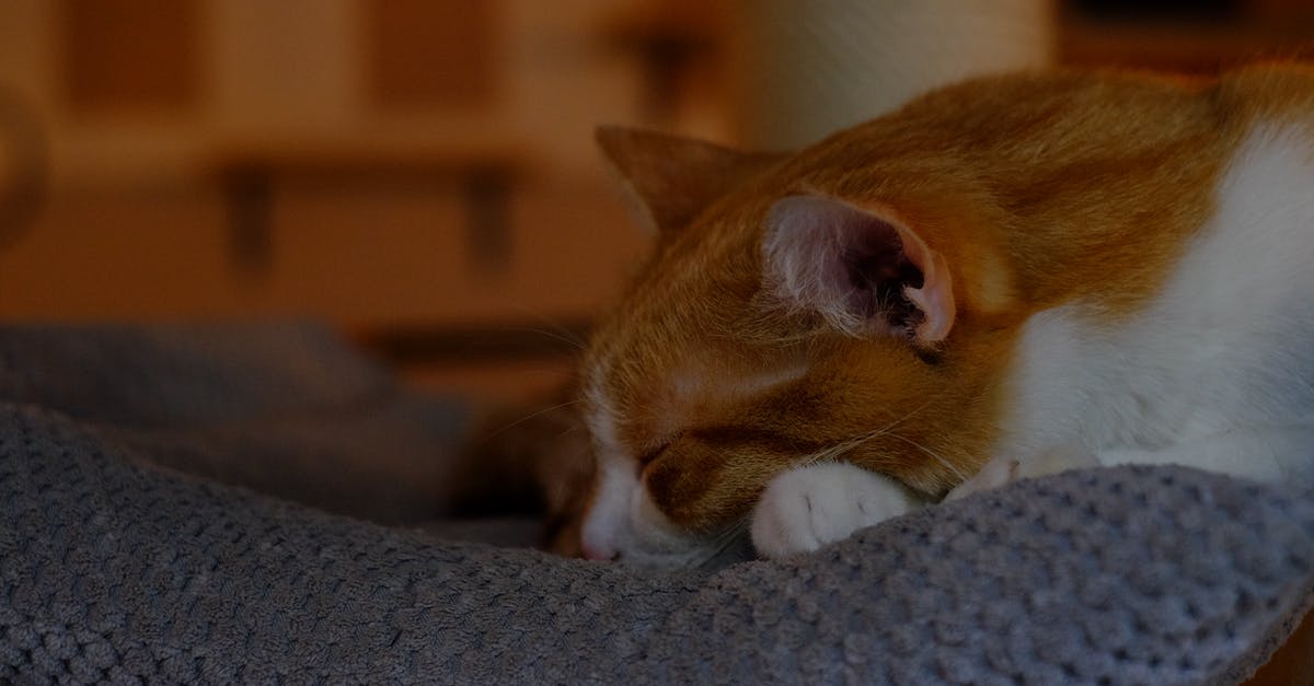 pros and cons of air mattress, sleeping pads, folding foam futon, sleeping bag in long layover? [closed] - Brown Cat
