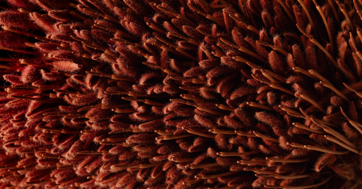 Red Light Ticket in Australia sent to my UK address - Macro flower of exotic banksia plant Red Light Ticket in Australia sent to my UK address - Macro flower of exotic banksia plant