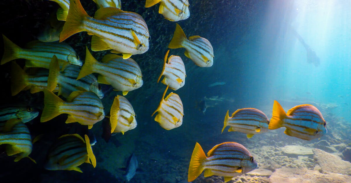 Reefs for scuba diving or snorkelling, where there is sufficient sunlight streaming in and colourful corals? [closed] - Free stock photo of animal, aquarium, australia