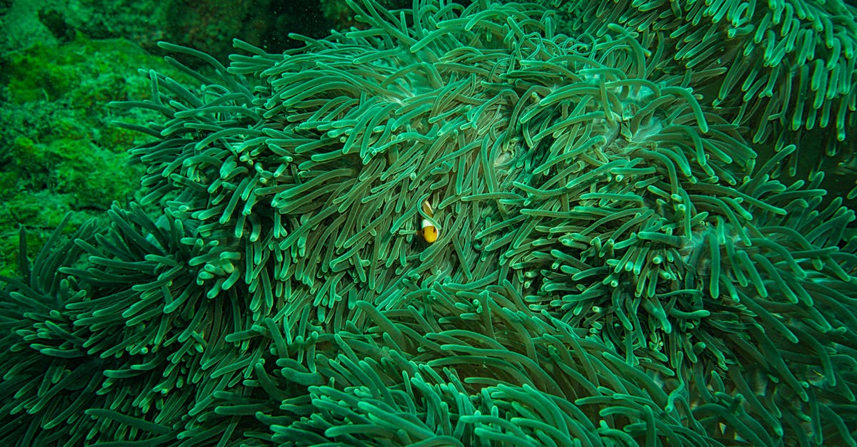 Reef-safe sunscreen for snorkeling in Mexico? - Clown Fish Hiding Inside An Aquatic Plant Reef-safe sunscreen for snorkeling in Mexico? - Clown Fish Hiding Inside An Aquatic Plant