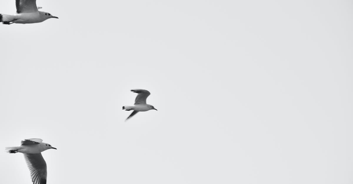 Refund for Flight Cancellation - SATA - White Bird Flying Refund for Flight Cancellation - SATA - White Bird Flying