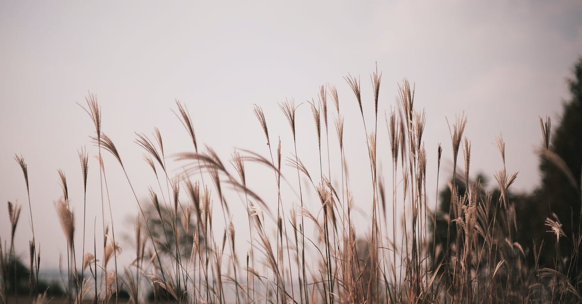 Reliable sources to know if a country is "safe" to visit? [duplicate] - Brown Grass Field