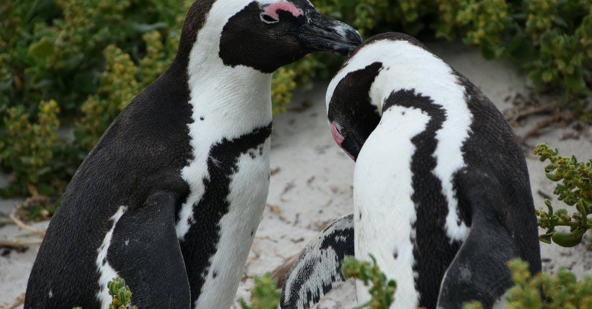 Renting a WiFi hotspot in South Africa - Two Adorable Penguins Renting a WiFi hotspot in South Africa - Two Adorable Penguins