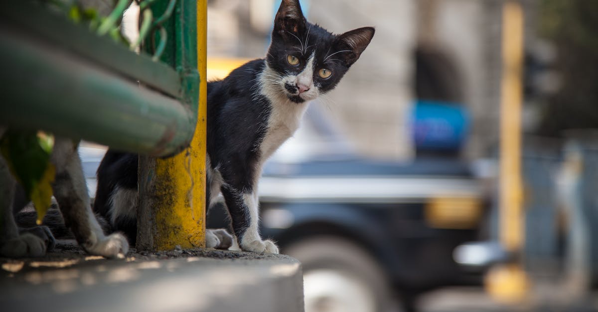Requirements for disabled line for domestic flights in India [closed] - Close-Up Photo Of Cat