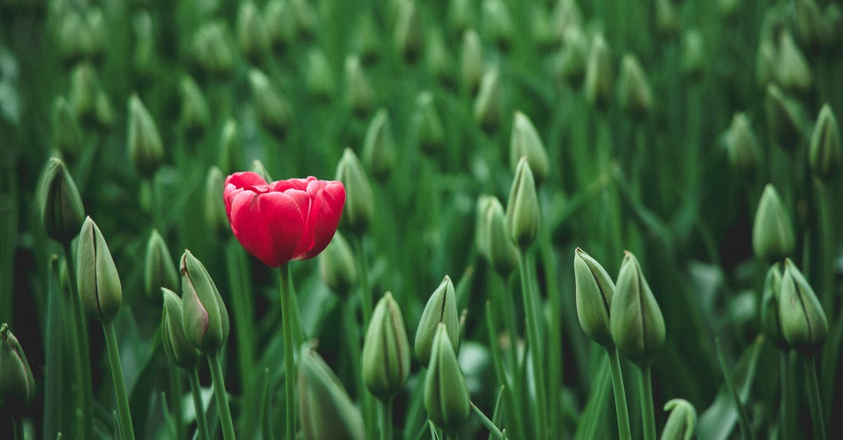 Retroactively claim miles in different alliances? - selective focus photo of a red tulip flower Retroactively claim miles in different alliances? - selective focus photo of a red tulip flower