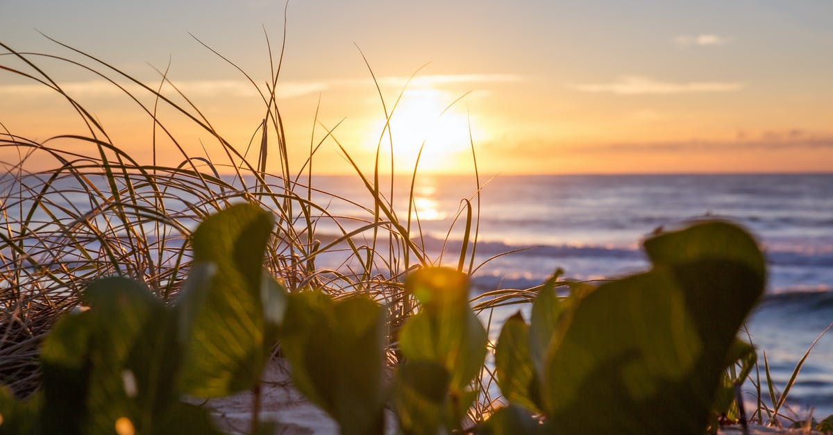 Return ticket to travel to Australia from Tonga? [closed] - Close-Up Photo of Green Plants