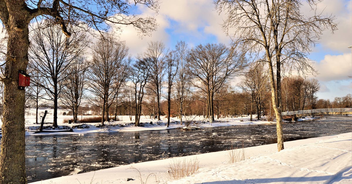 Returning to Schengen after overstaying in Sweden by 12 days - Photography of Bare Trees Near River Returning to Schengen after overstaying in Sweden by 12 days - Photography of Bare Trees Near River