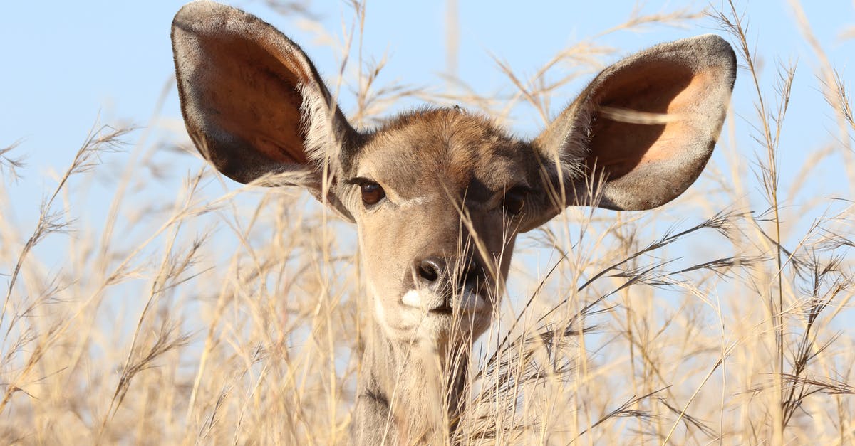 Rules for Lithium batteries in large quantities? [closed] - Deer Behind Grass