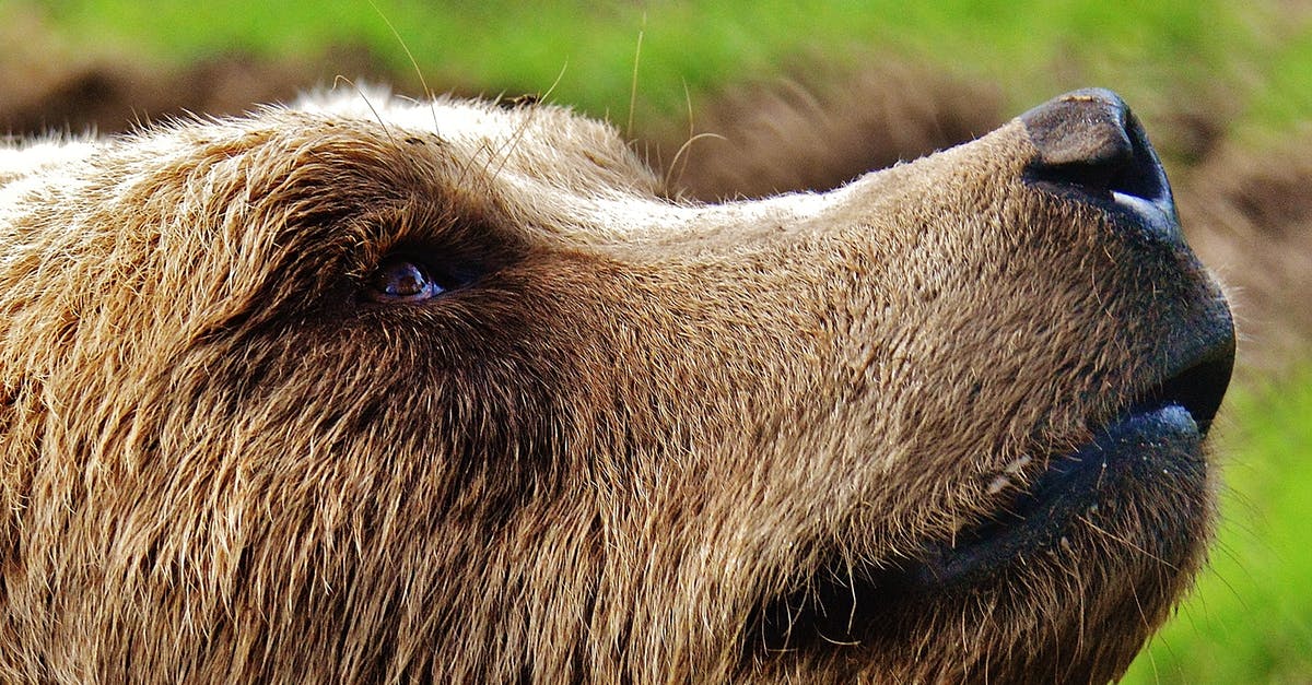 Rules for Lithium batteries in large quantities? [closed] - Short-coated Tan Dog on Selective Focus Photo