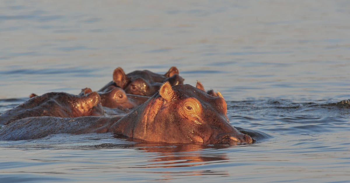 Rules for wild swimming in France - Hippopotamus Rules for wild swimming in France - Hippopotamus