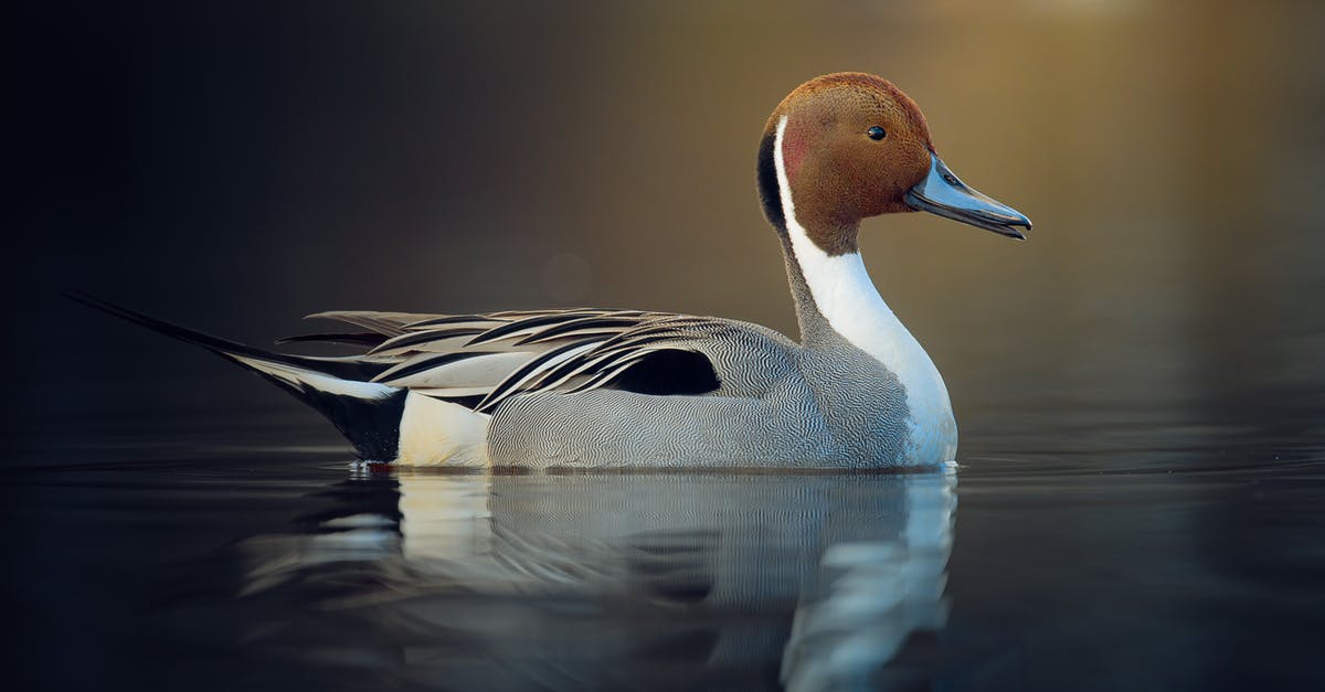 Rules for wild swimming in France - White and Black Duck on Water Rules for wild swimming in France - White and Black Duck on Water