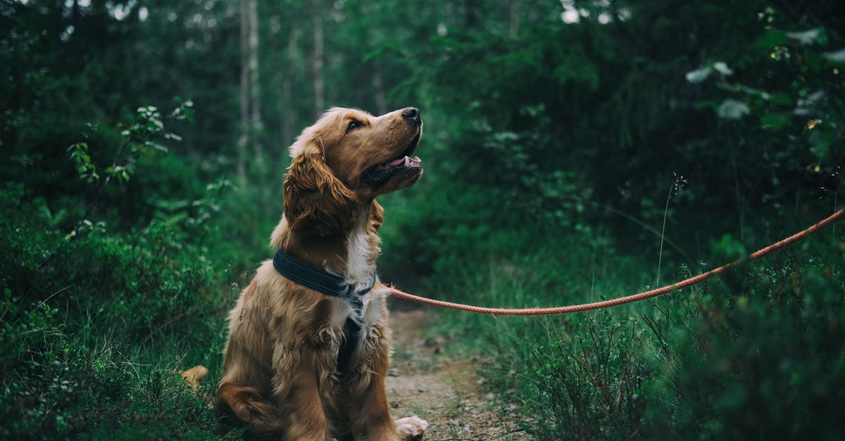 Russian transit Visa In Sweden - English Cocker Spaniel Puppy Sitting On Ground Beside Grass Russian transit Visa In Sweden - English Cocker Spaniel Puppy Sitting On Ground Beside Grass
