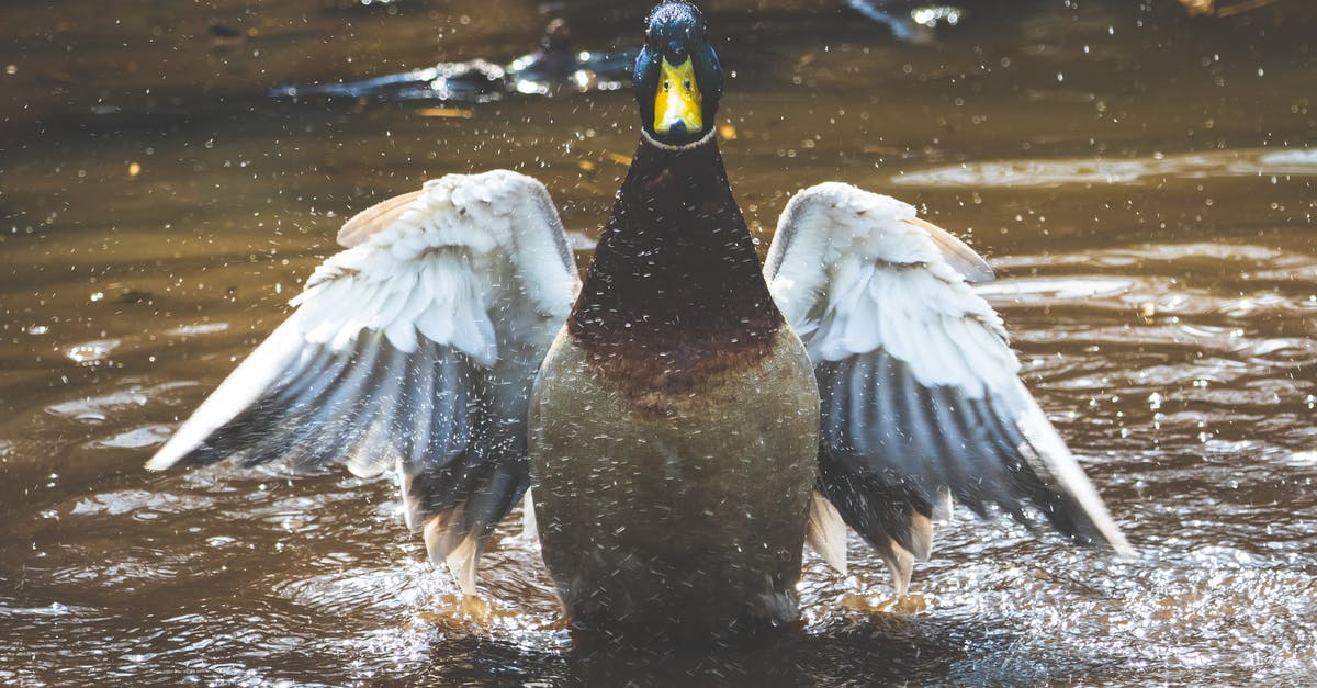 RyanAir Flight Pooling My Own Baggage? - Photo of Brown and Grey Duck on Body of Water RyanAir Flight Pooling My Own Baggage? - Photo of Brown and Grey Duck on Body of Water