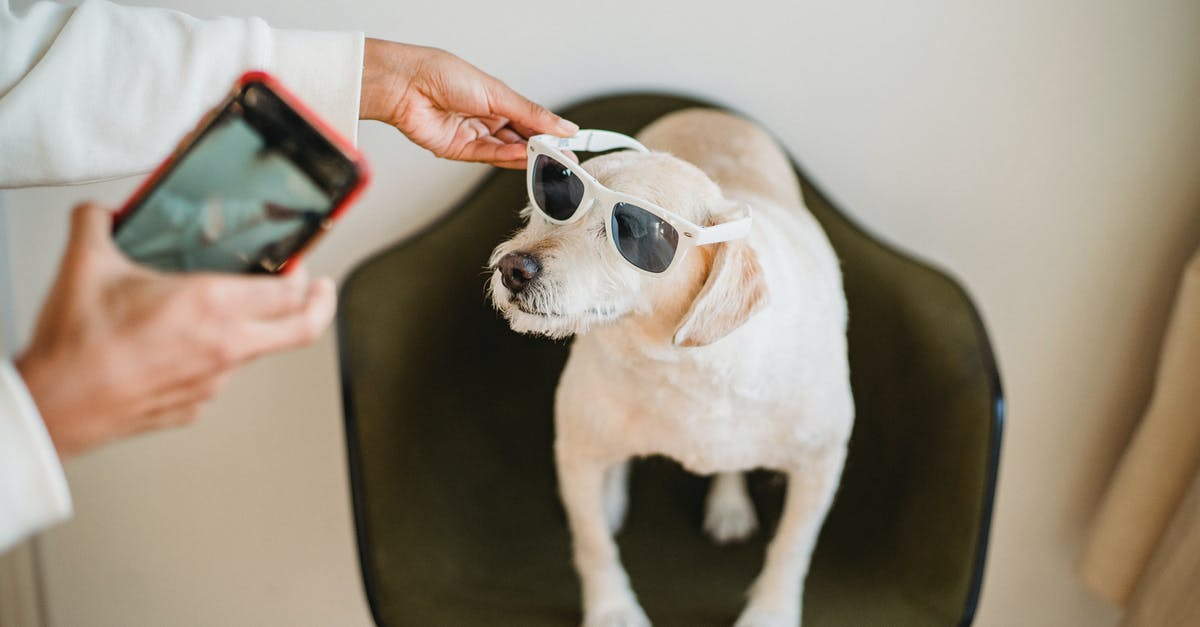 Safe two-ticket connection time in Sydney (international > domestic) - From above of crop anonymous black woman with mobile phone putting on sunglasses on Labrador Retriever while preparing for shooting Safe two-ticket connection time in Sydney (international > domestic) - From above of crop anonymous black woman with mobile phone putting on sunglasses on Labrador Retriever while preparing for shooting