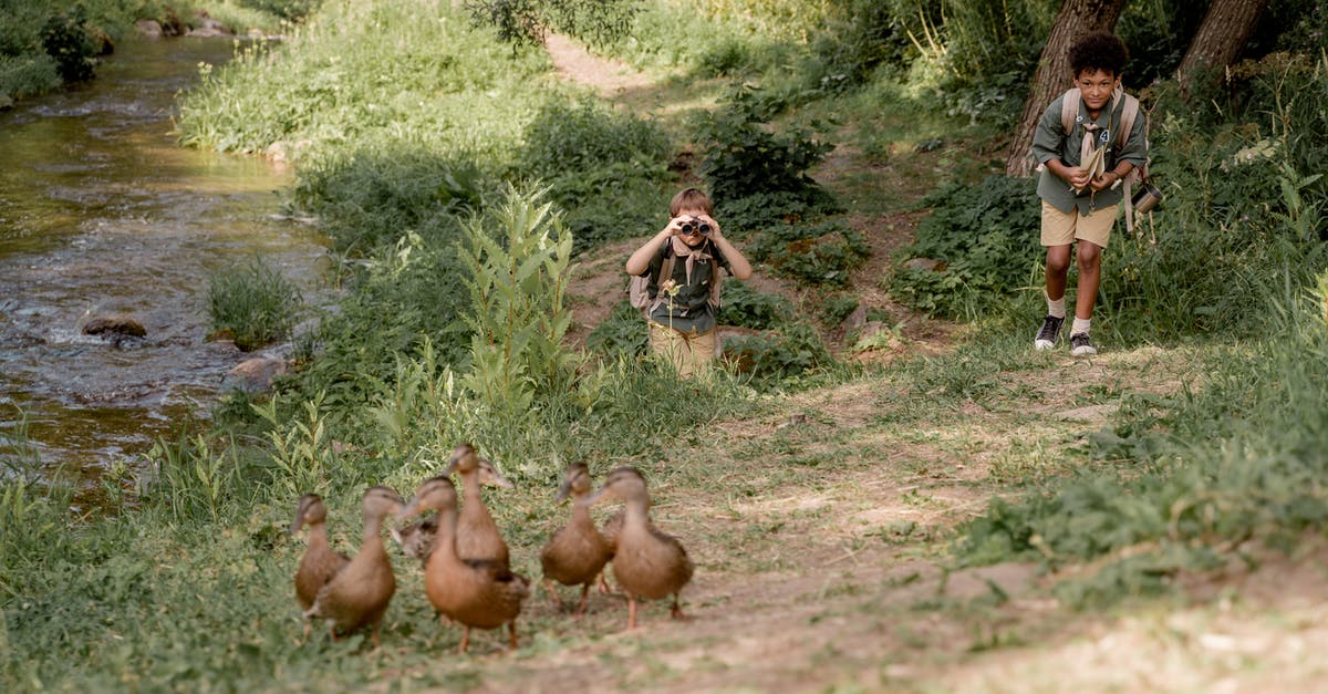 Schengen eligibility following a removal and visa cancellation - Boy Scouts Following Wild Ducks Schengen eligibility following a removal and visa cancellation - Boy Scouts Following Wild Ducks