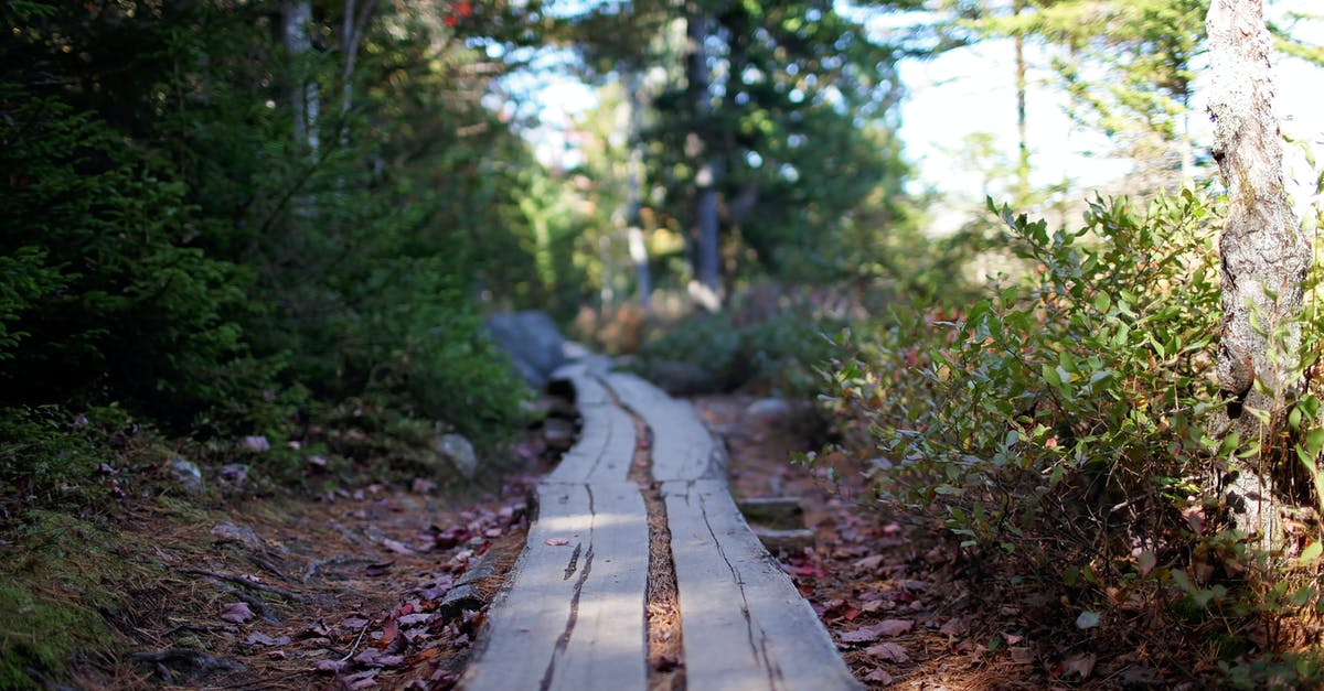Schengen main destination - Narrow wooden path going through green trees and bushes in forest on sunny day Schengen main destination - Narrow wooden path going through green trees and bushes in forest on sunny day