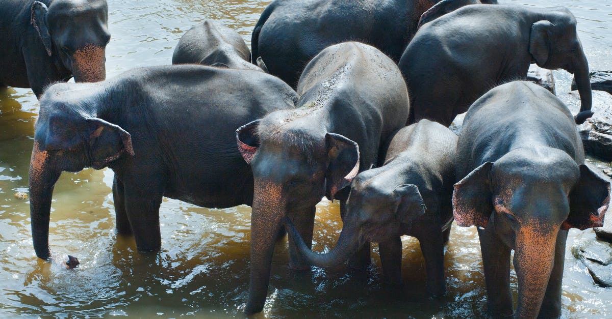 Schengen Visa for Family members of EU/EEA nationals - Group of Elephant Drinking Water Schengen Visa for Family members of EU/EEA nationals - Group of Elephant Drinking Water