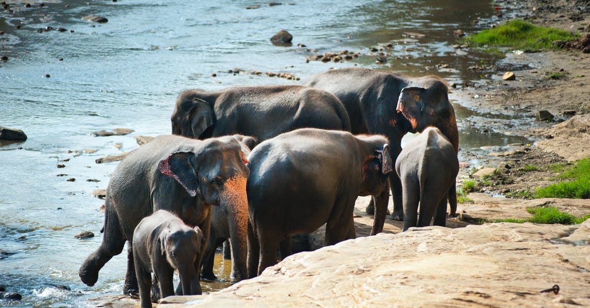 Schengen Visa for Family members of EU/EEA nationals - Several Black Elephants Schengen Visa for Family members of EU/EEA nationals - Several Black Elephants